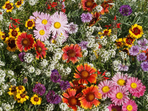 wildflowers